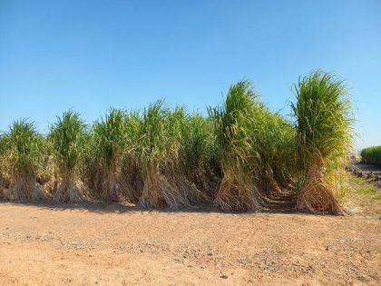 الدكتور سويلم يتابع خطه والخطوات التنفيذية للتحول لإستخدام نظم الرى الحديث فى مزارع قصب السكر تنفيذًا لتوجيهات القيادة السياسية